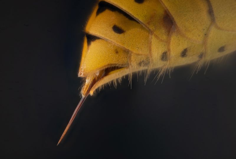 What That Sting Actually Feels Like