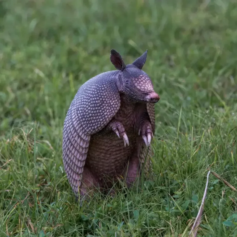 What The Armadillo Is Hunting