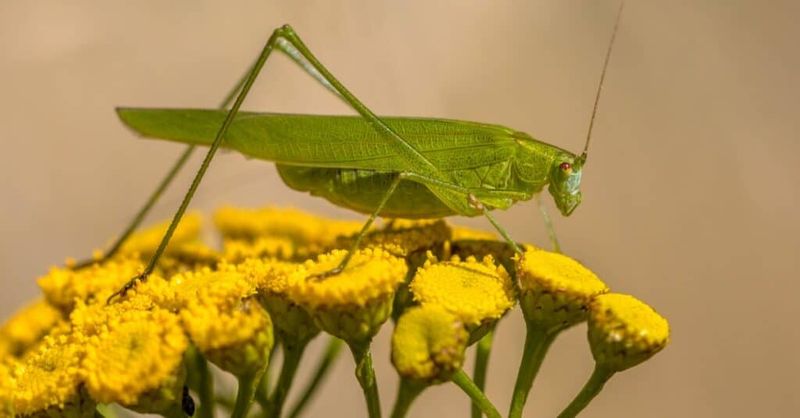 What The Racket Says About Your Yard