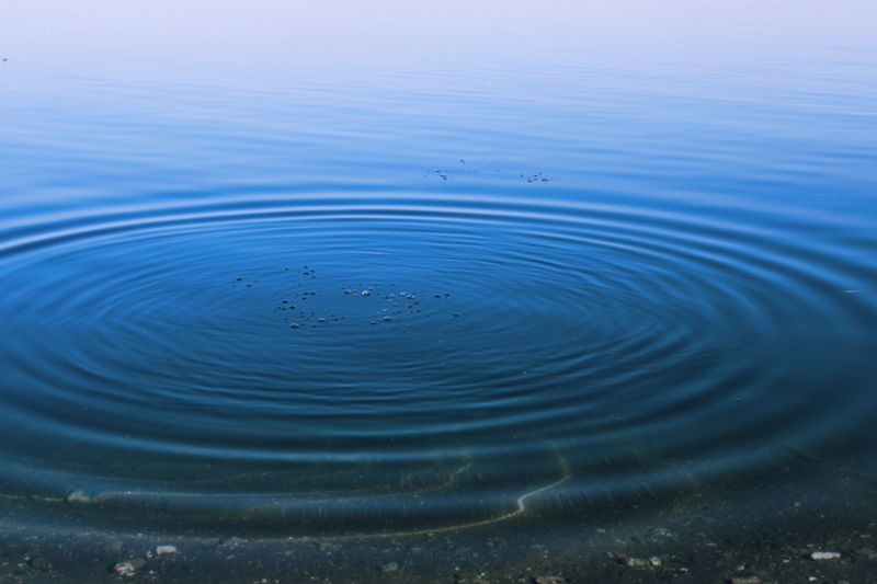 What Their Arrival Signals About Water Quality