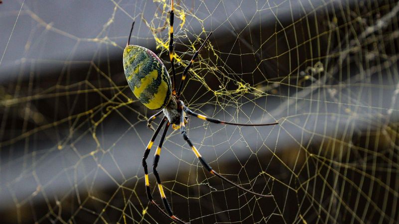 What They Mean For Maryland Gardens And Bugs