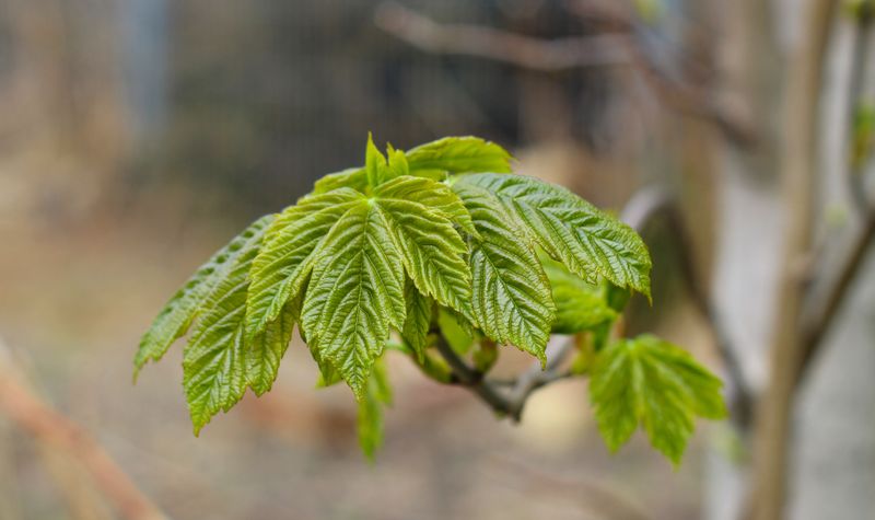 What To Do About That Boxelder Tree In The Backyard What To Do About That Boxelder Tree In The Backyard