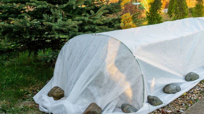 What To Do After A Frost Hits Your Garden What To Do After A Frost Hits Your Garden