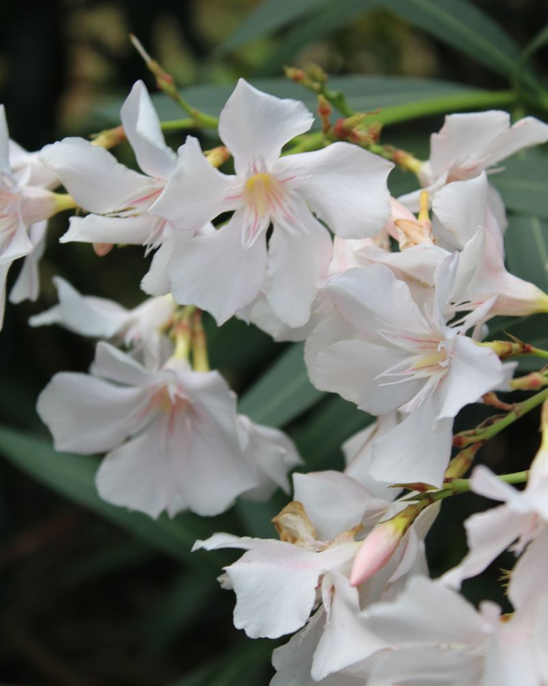 What To Do After Possible Oleander Ingestion What To Do After Possible Oleander Ingestion