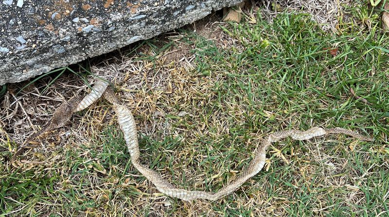 What To Do If You Find A Shed Skin Or Den Site