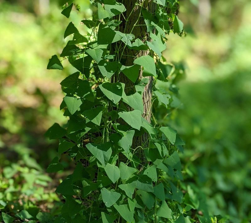 What To Do If You Find It In Your Yard What To Do If You Find It In Your Yard