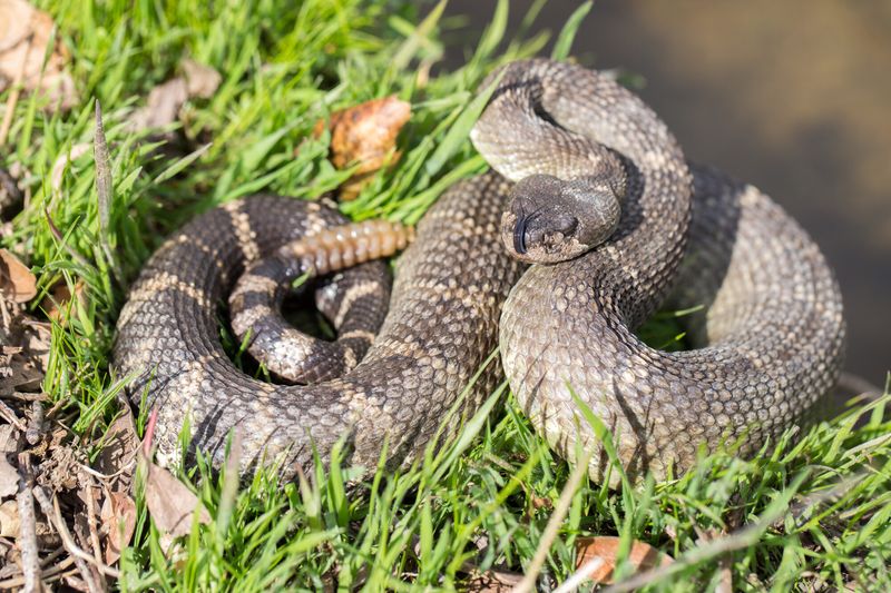 What To Do If You Meet A Rattlesnake What To Do If You Meet A Rattlesnake
