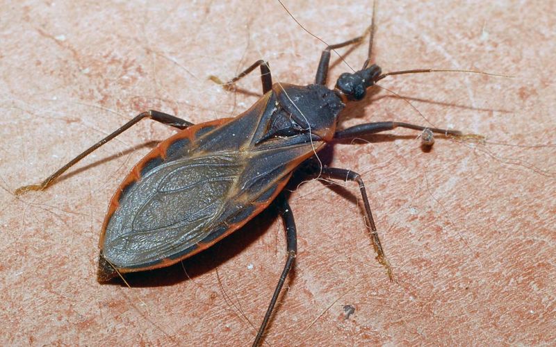 What To Do If You Spot A Suspicious Bug