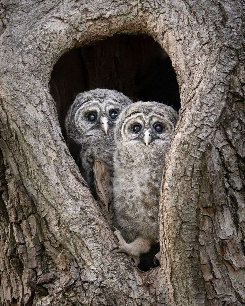 What To Do When A Barred Owl Takes Up Residence Nearby What To Do When A Barred Owl Takes Up Residence Nearby