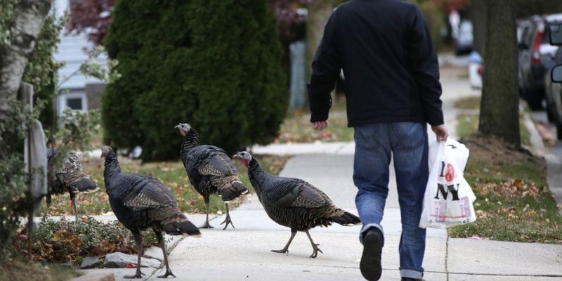 What To Do When A Turkey Flock Moves In What To Do When A Turkey Flock Moves In