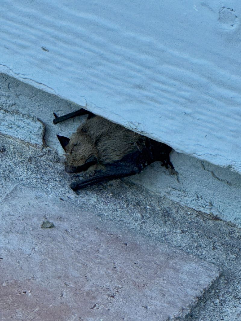 What To Do When One Lands On Your Porch