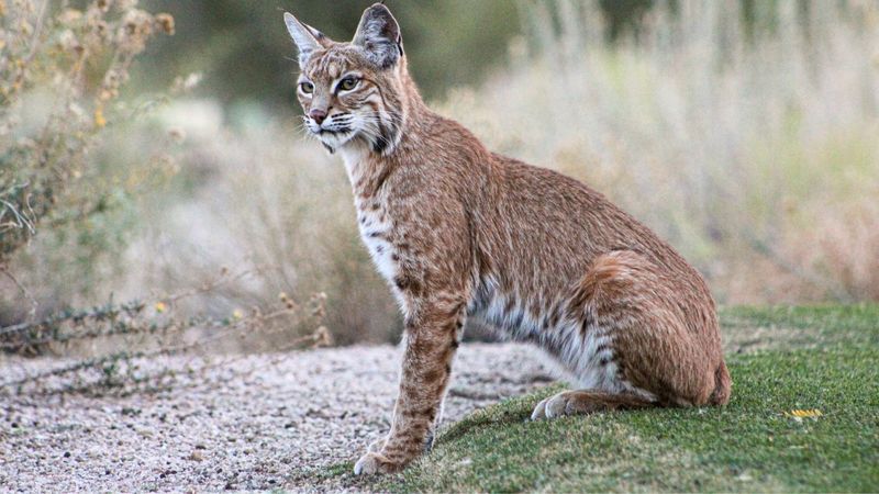 What To Do When You See A Bobcat Near Your Home