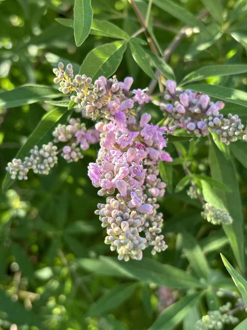 What To Expect After Deadheading What To Expect After Deadheading