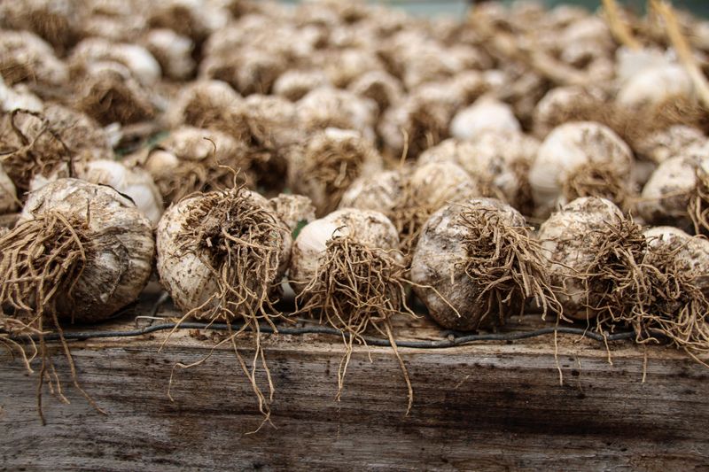 What To Expect From Spring Shoots Through July Harvest