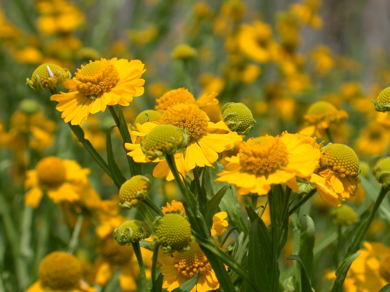What Virginia Sneezeweed Actually Is