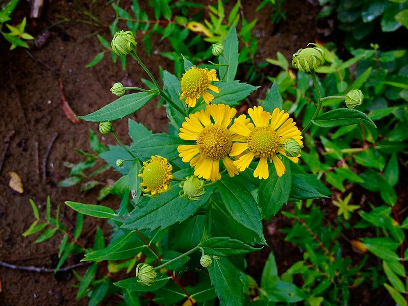 What Virginia Sneezeweed's Recovery Teaches Us