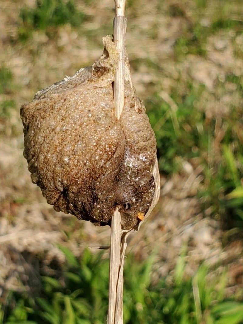What a Confirmed Mantis Ootheca Contains