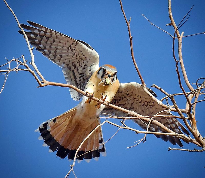 What a kestrel may-and may not-do for Arizona pest control