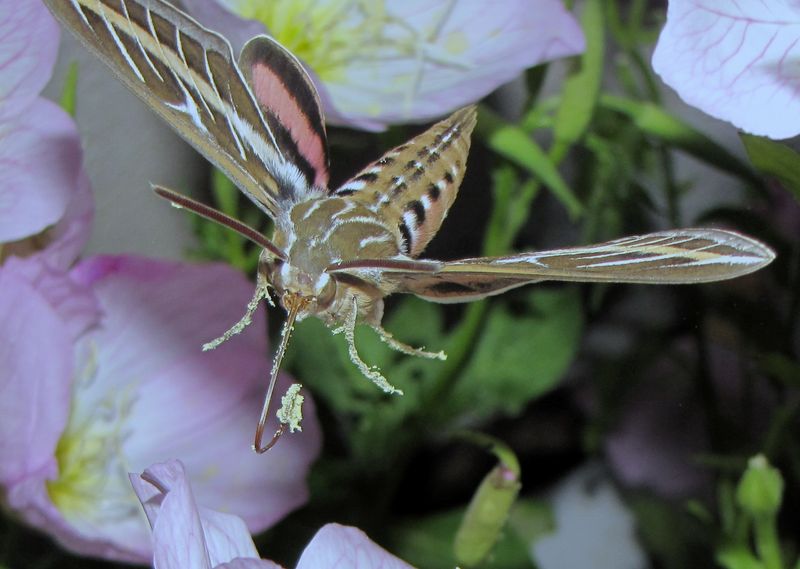 What a patio moth visit can realistically mean What a patio moth visit can realistically mean