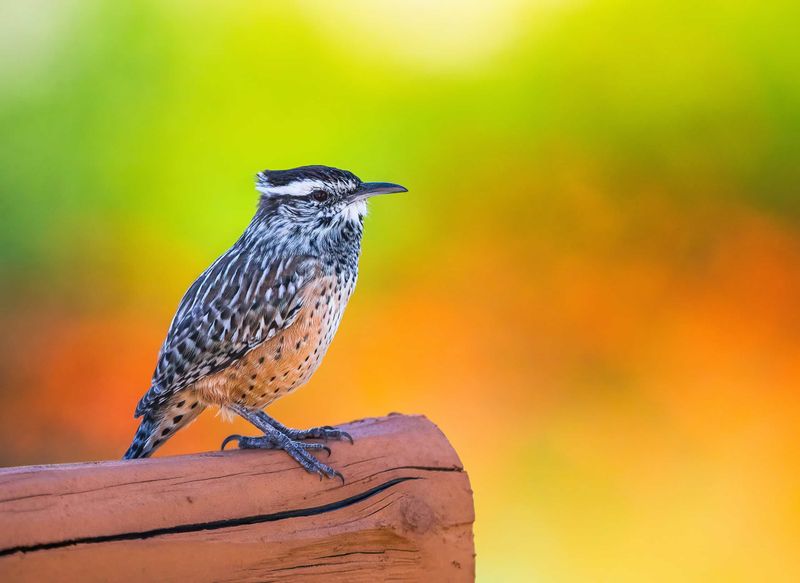 What a wren’s visit can reveal What a wren’s visit can reveal