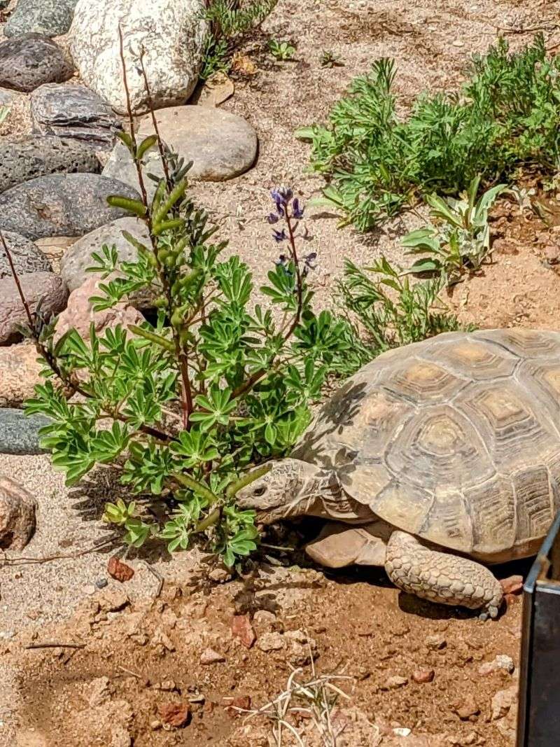 What an Arizona Garden Visitor Really Means What an Arizona Garden Visitor Really Means