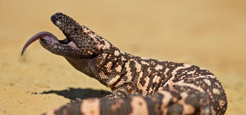 What an Arizona Gila Monster Bite Requires What an Arizona Gila Monster Bite Requires