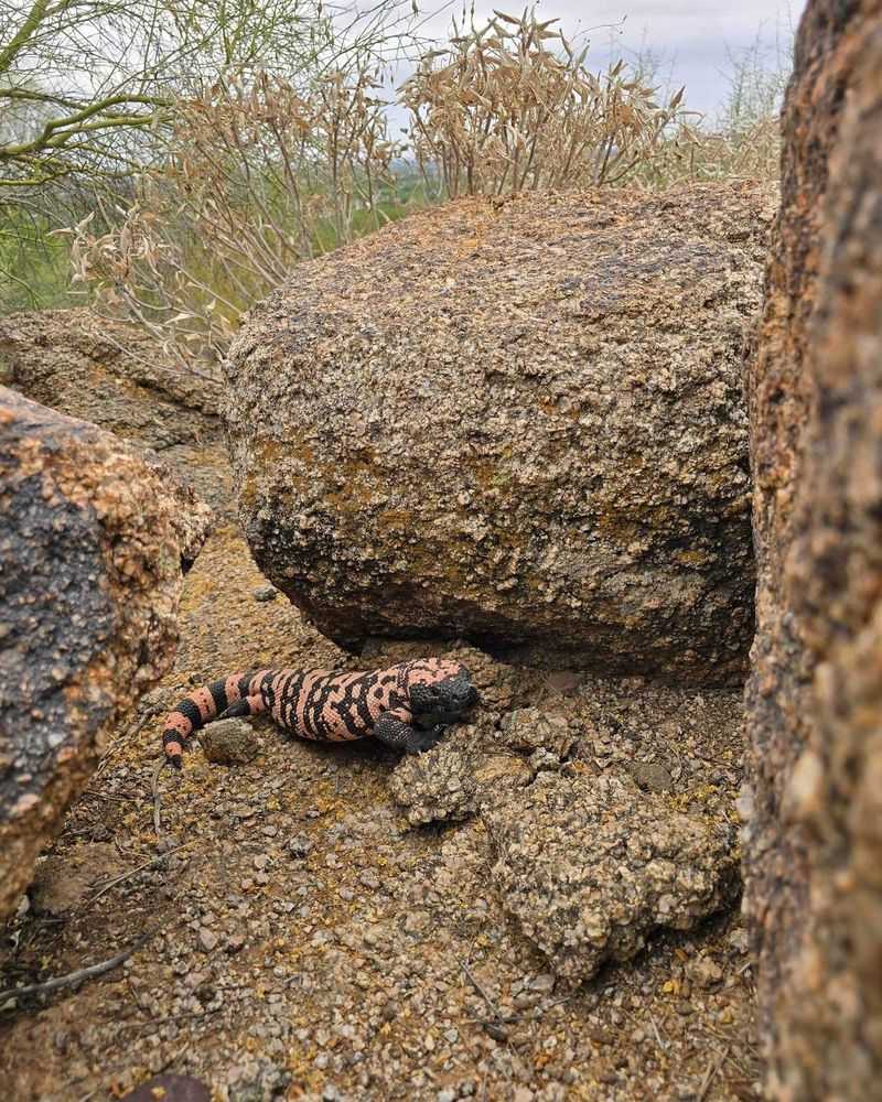 What an Arizona Yard May Offer a Gila Monster What an Arizona Yard May Offer a Gila Monster