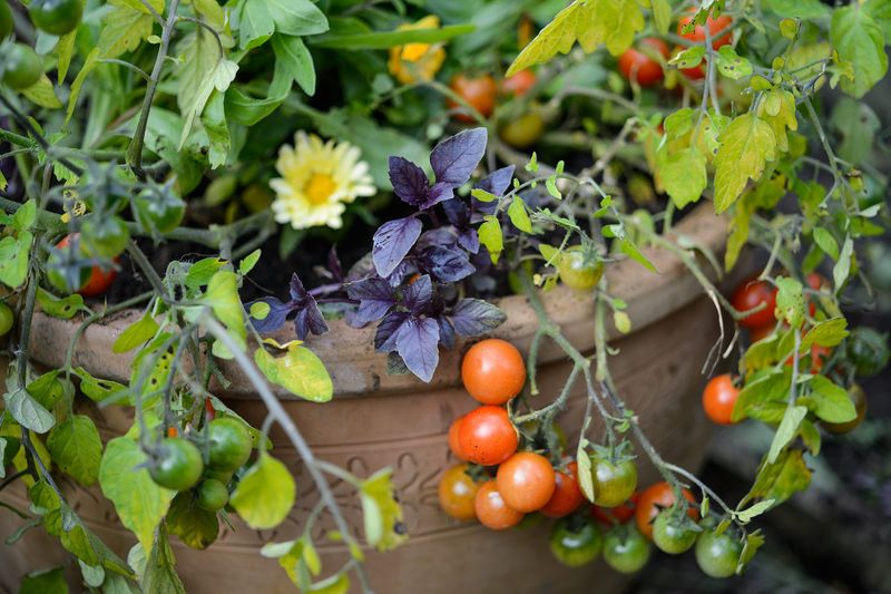 What basil’s airborne chemistry can—and cannot—establish What basil’s airborne chemistry can—and cannot—establish