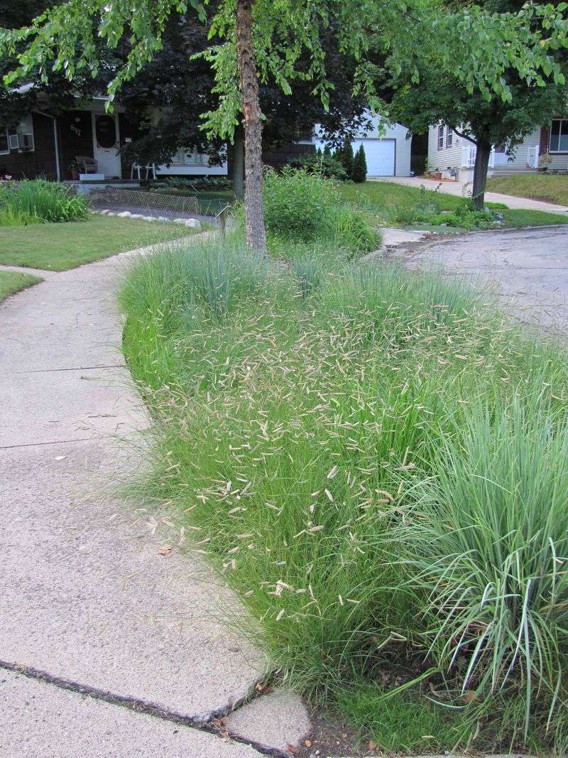 What does “lawn-like” really mean here?
