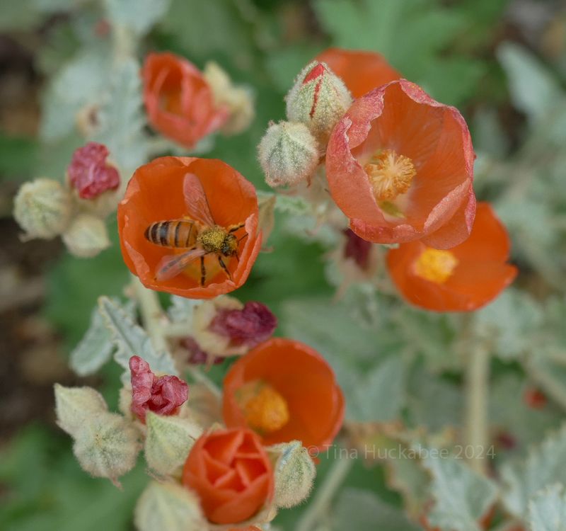 What globemallow offers pollinators