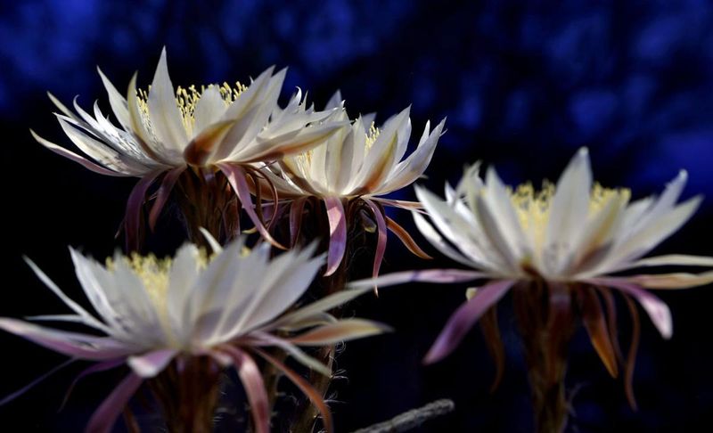 What organized bloom nights actually prove