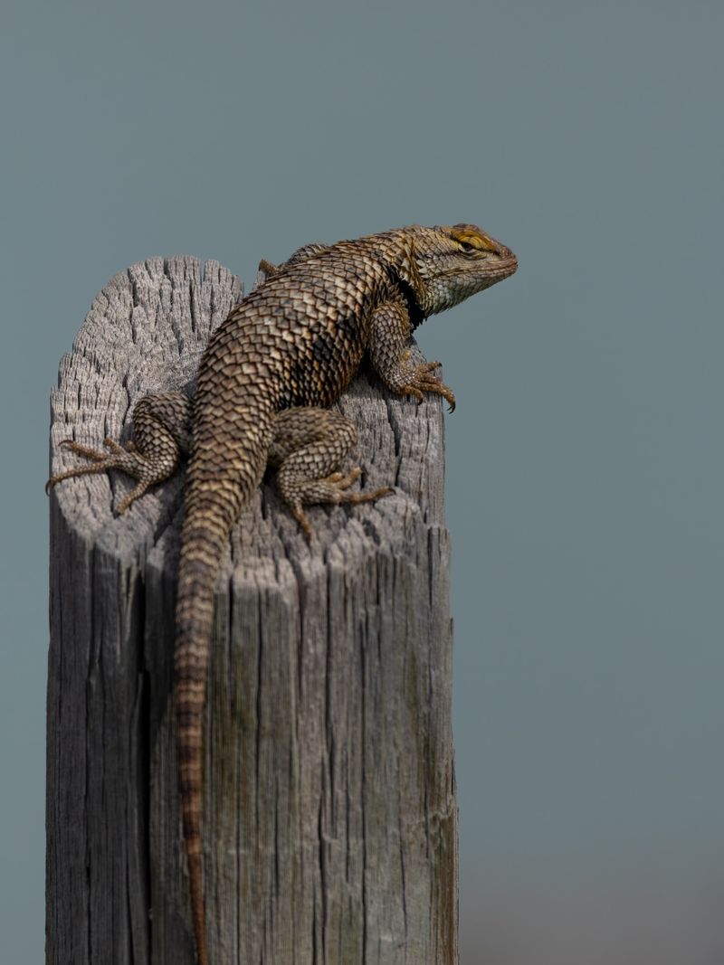 What the Desert Spiny Lizard Eats