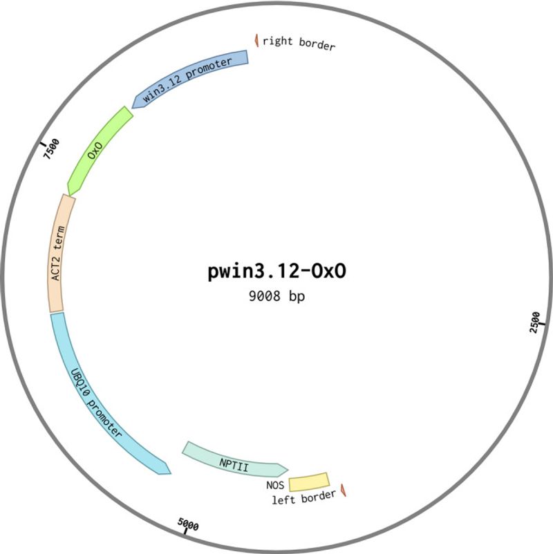 What the borrowed wheat gene actually changes What the borrowed wheat gene actually changes