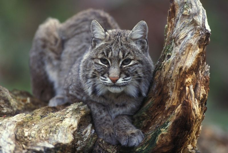 When A Bobcat Visit Becomes A Concern