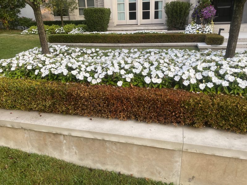 When Bronze Leaves Deserve A Second Look