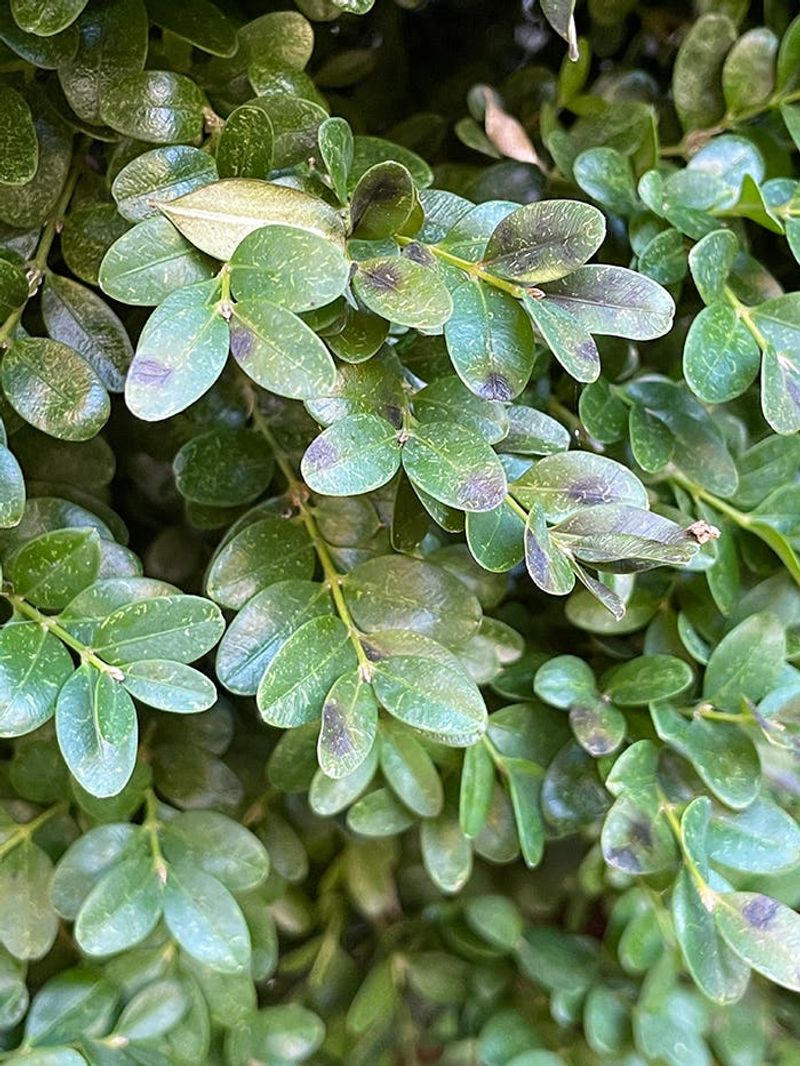 When Fall Bronzing Could Point To Boxwood Blight