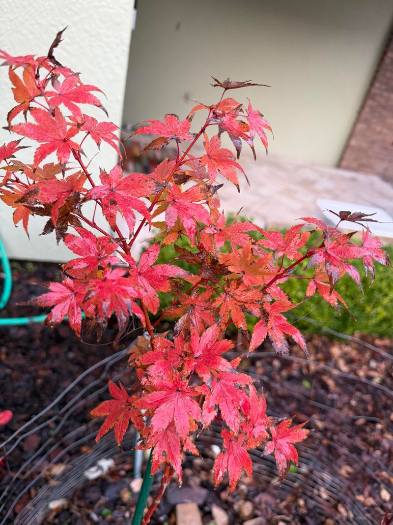 When Florida Fall Color Actually Peaks When Florida Fall Color Actually Peaks