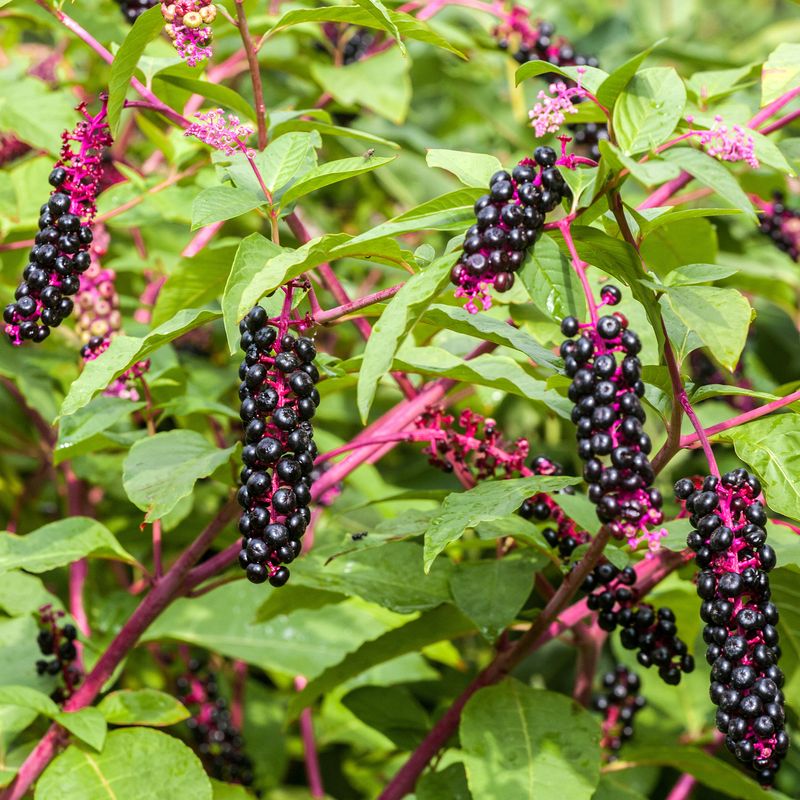 When Identification Is Uncertain Leave The Berries Alone When Identification Is Uncertain Leave The Berries Alone