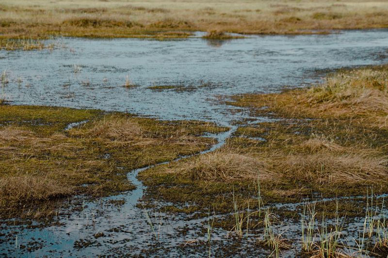 When Marsh Grass Gradually Disappears When Marsh Grass Gradually Disappears