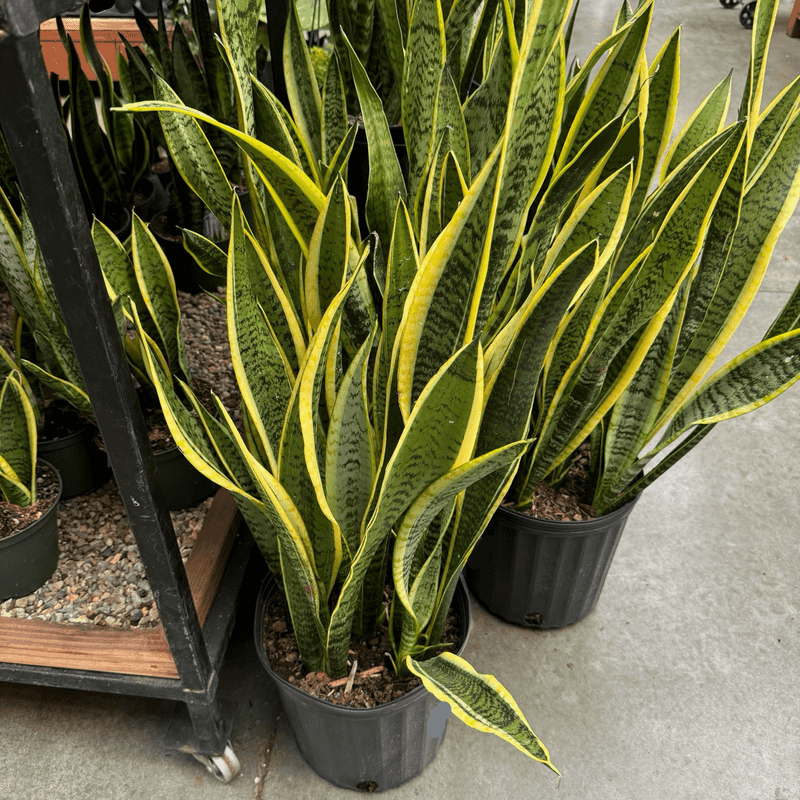 When One Mature Snake Plant Can Become Several