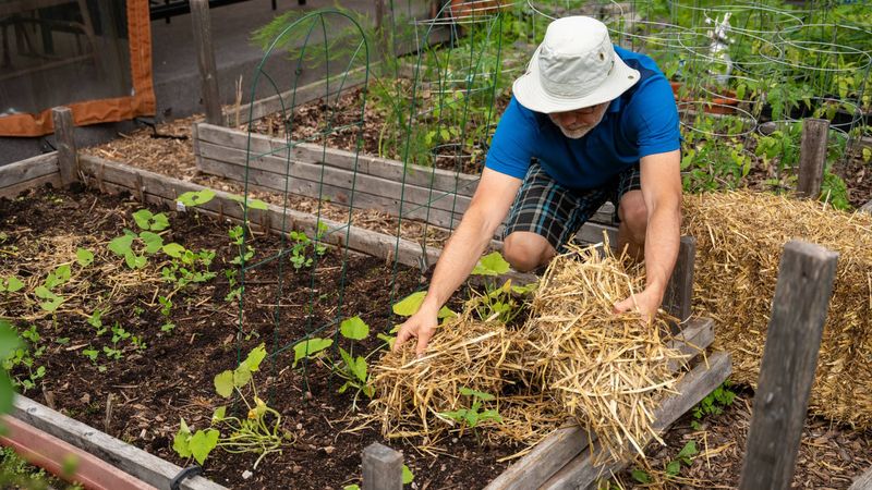 When Should Wisconsin Gardeners Apply Winter Mulch?