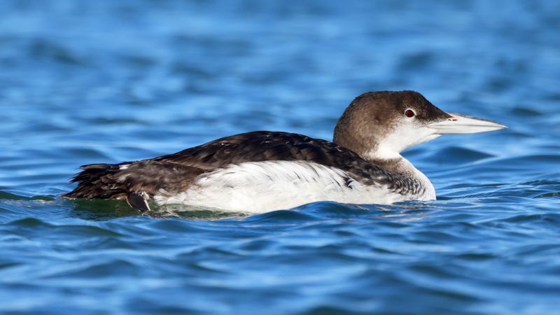 When Solitary Birds Suddenly Get Social When Solitary Birds Suddenly Get Social