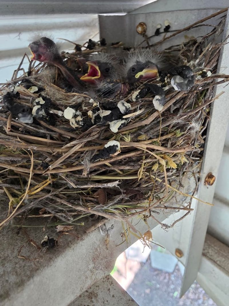 When Something Goes Wrong In The Nest When Something Goes Wrong In The Nest