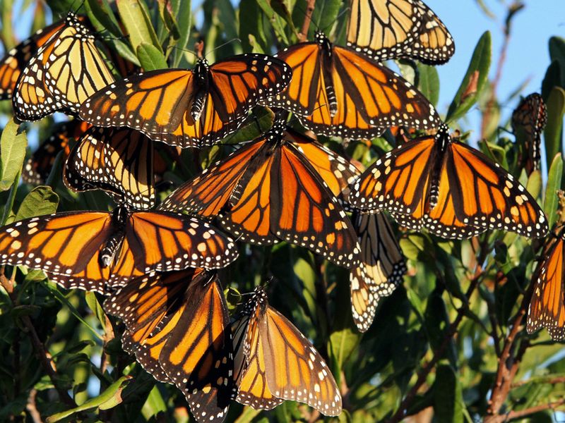 When The Monarchs Move On And What Comes Next When The Monarchs Move On And What Comes Next