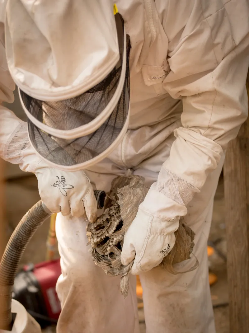 When To Consider Professional Pest Control Help When To Consider Professional Pest Control Help
