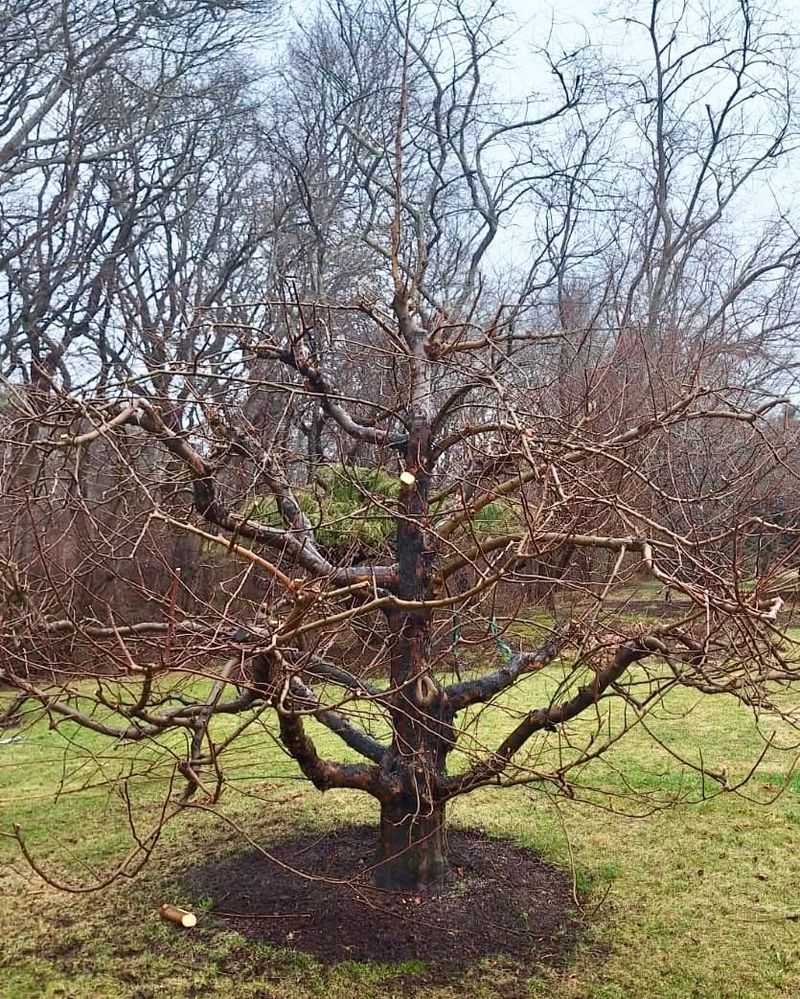 When Wisconsin Apple Trees Reach the Right Dormant-Pruning Window