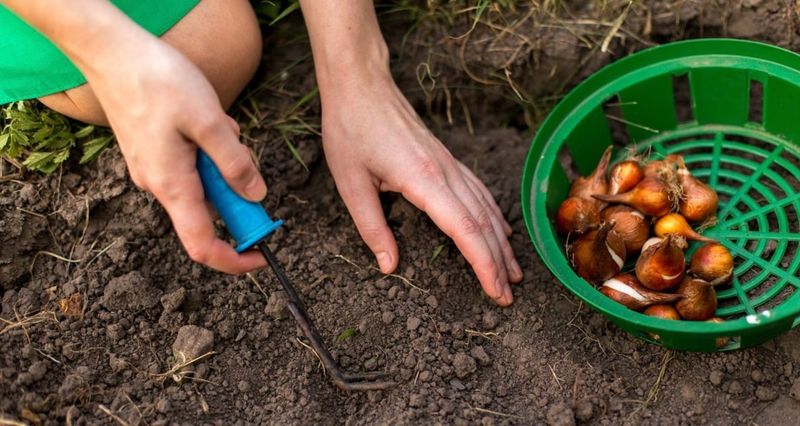 When Wisconsin Soil Is Ready for Fall Bulbs