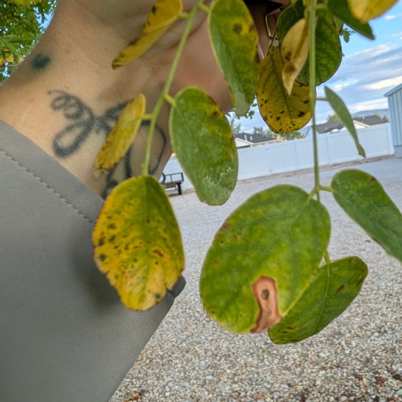 When Yellow Leaves Point To A Bigger Problem