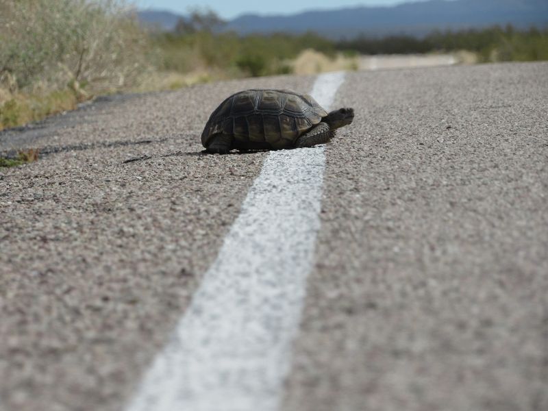 When an Arizona Tortoise Needs Assistance When an Arizona Tortoise Needs Assistance
