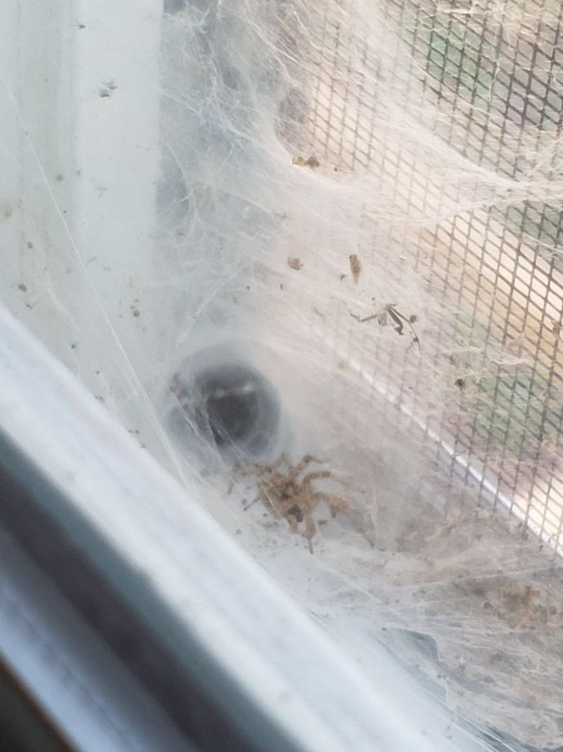 When an Arizona Web Becomes a Safety Problem When an Arizona Web Becomes a Safety Problem